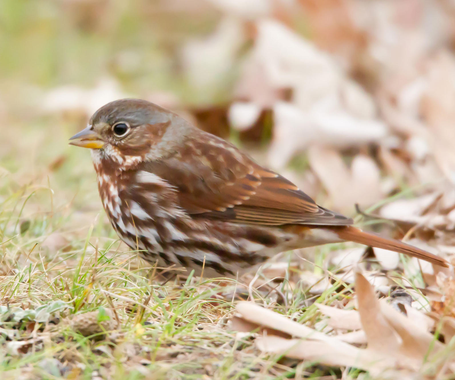 Cornell's On-line Guide To Birds | Audubon Missouri